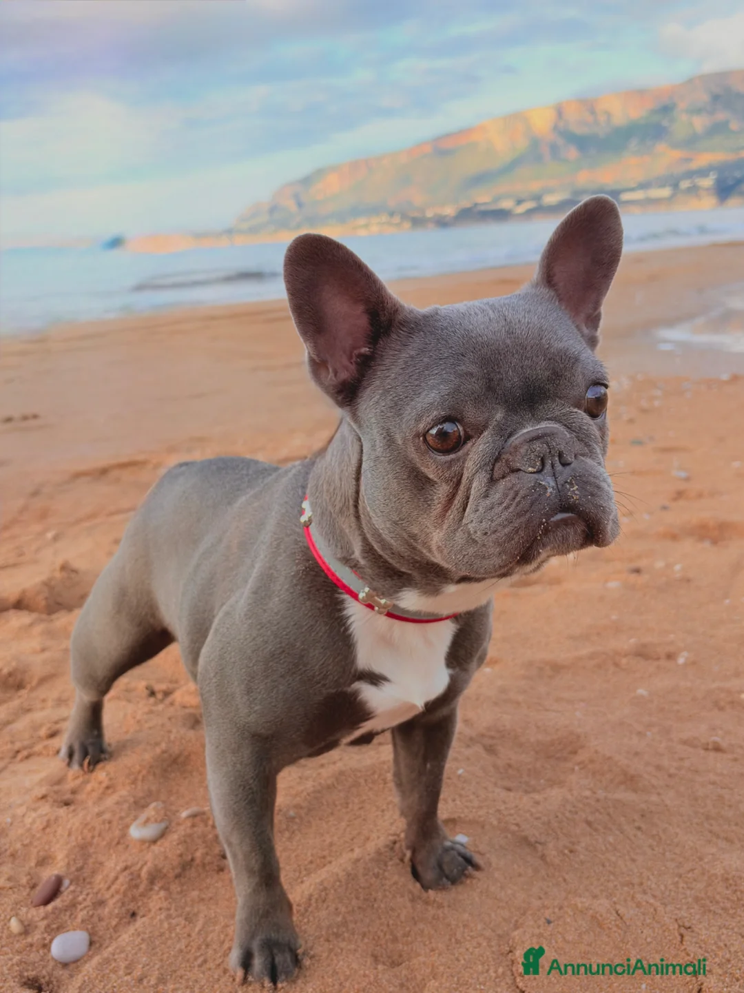 Bulldog Francese cani in vendita: Bulldogue francese  - Annuncio 1