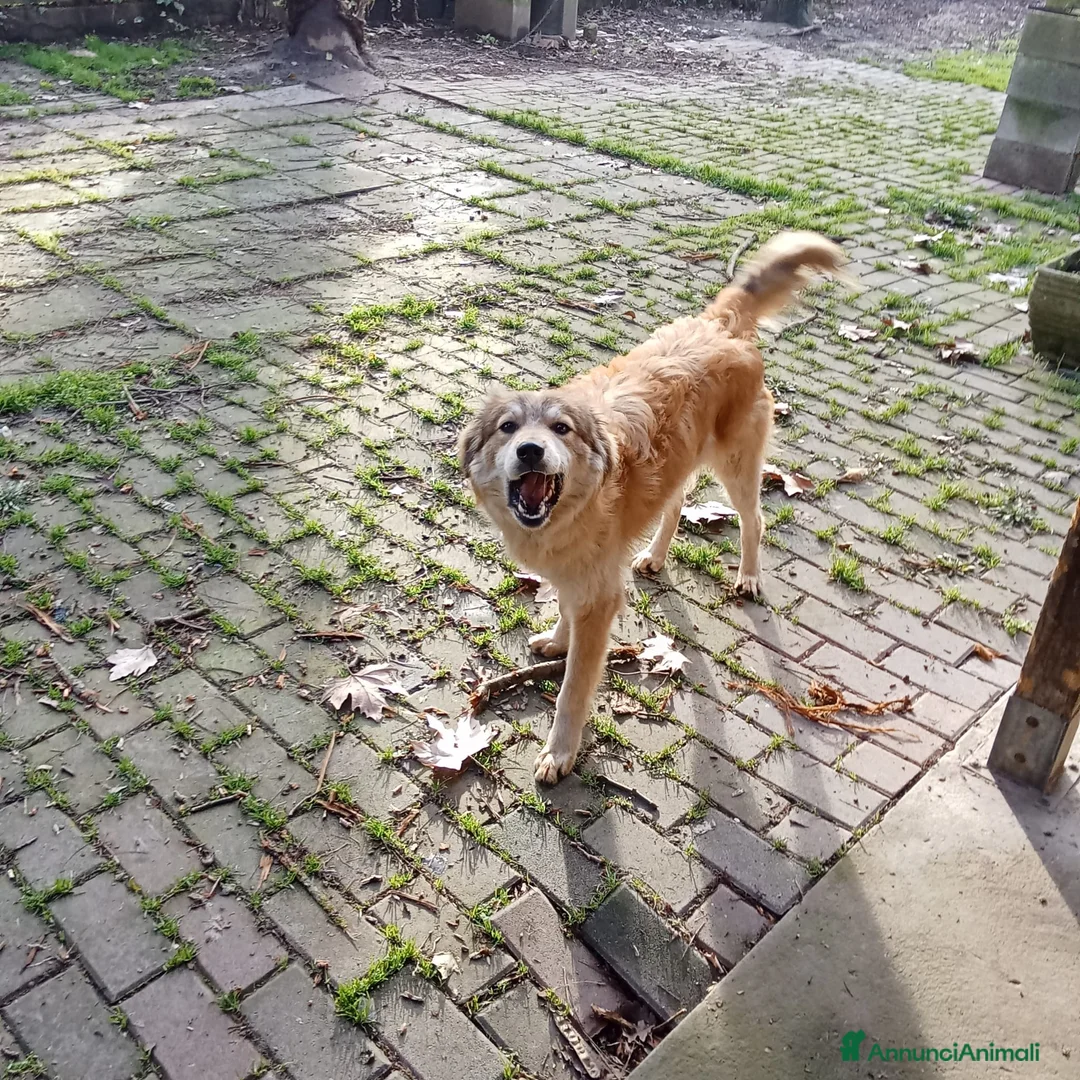 Meticcio cani in regalo: Adozione cucciolo Apollo - Annuncio 3