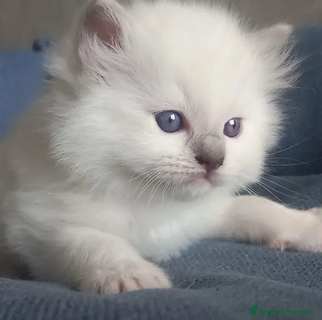 Immagine della galleria {{count}}