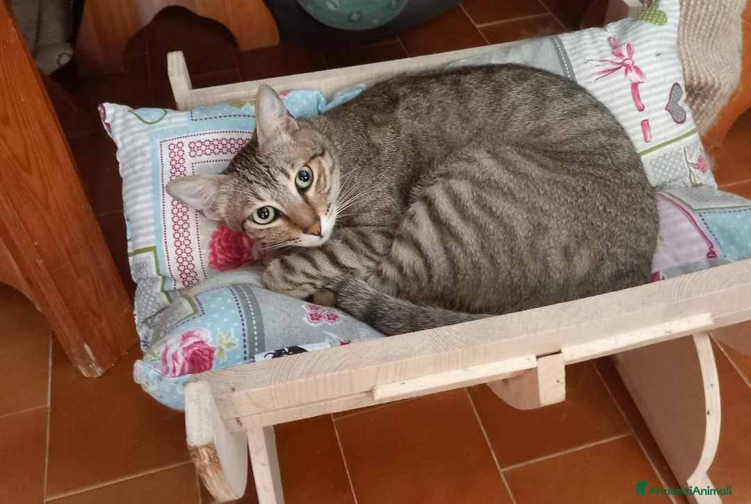 Europeo gatti in regalo: JAMES adorabile gattino in adozione! - Annuncio 6