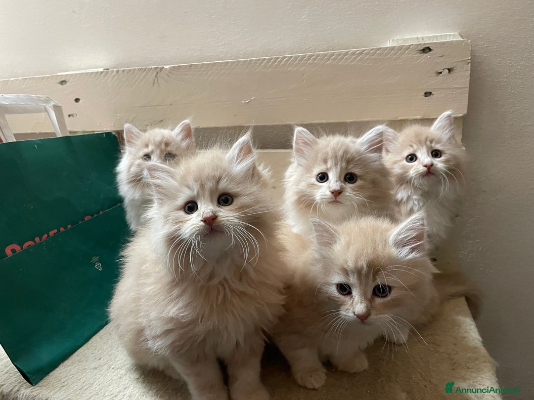 Norvegese gatti in vendita: Cuccioli norvegese delle foreste  - Annuncio 1