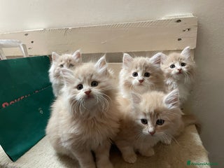 Norvegese gatti Cuccioli norvegese delle foreste - Annuncio 22