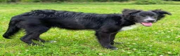 Meticcio cani in regalo: Dolce Nebbia, abbandonato a 10 mesi  - Annuncio 4