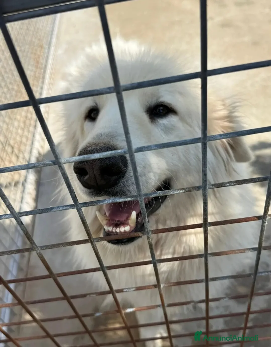 Meticcio cani in regalo: 3anni SPLENDIDO,POCHI GIORNI E SPARIRÀ!  - Annuncio 3