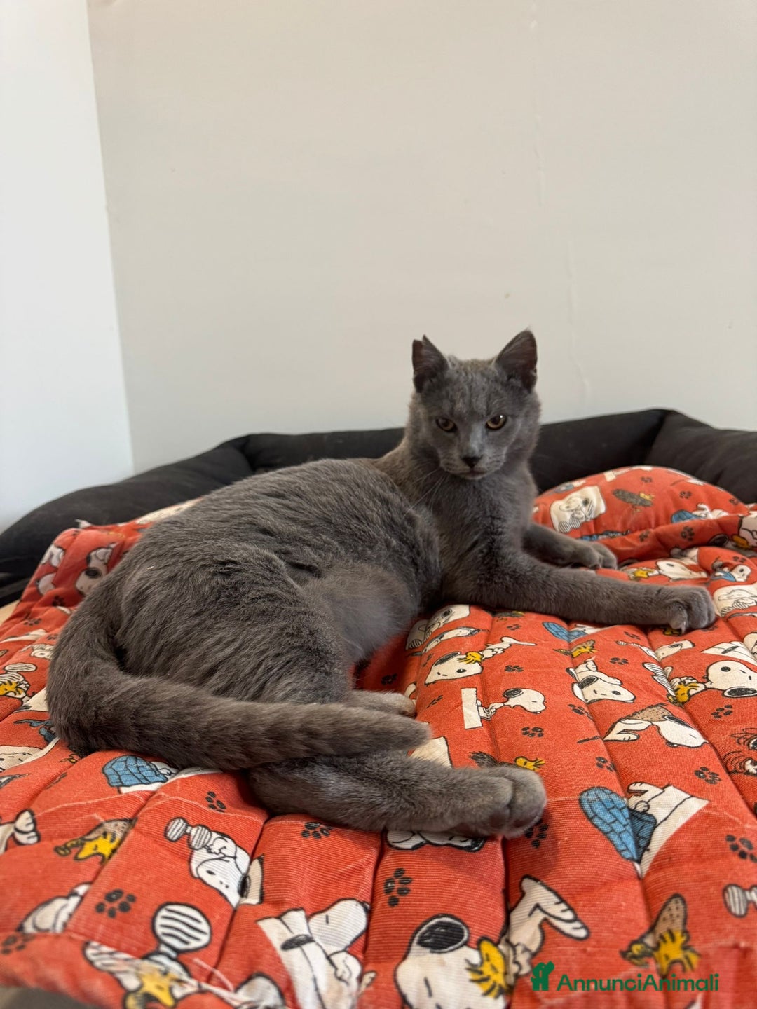 Certosino gatti in regalo: Certosino maschio cerca casa - Annuncio 5