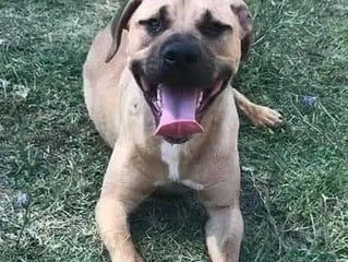 Meticcio cani OTIS giovane,socievole,ama correre - Annuncio 13