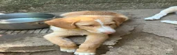 Meticcio cani in regalo: Dolce Milo cerca casa ❤️ a Città metropolitana di Milano - Annuncio 5