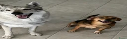 Lupo Cecoslovacco cani in regalo: Cedo lupo cecoslovacco  a Città metropolitana di Roma Capitale - Annuncio 2