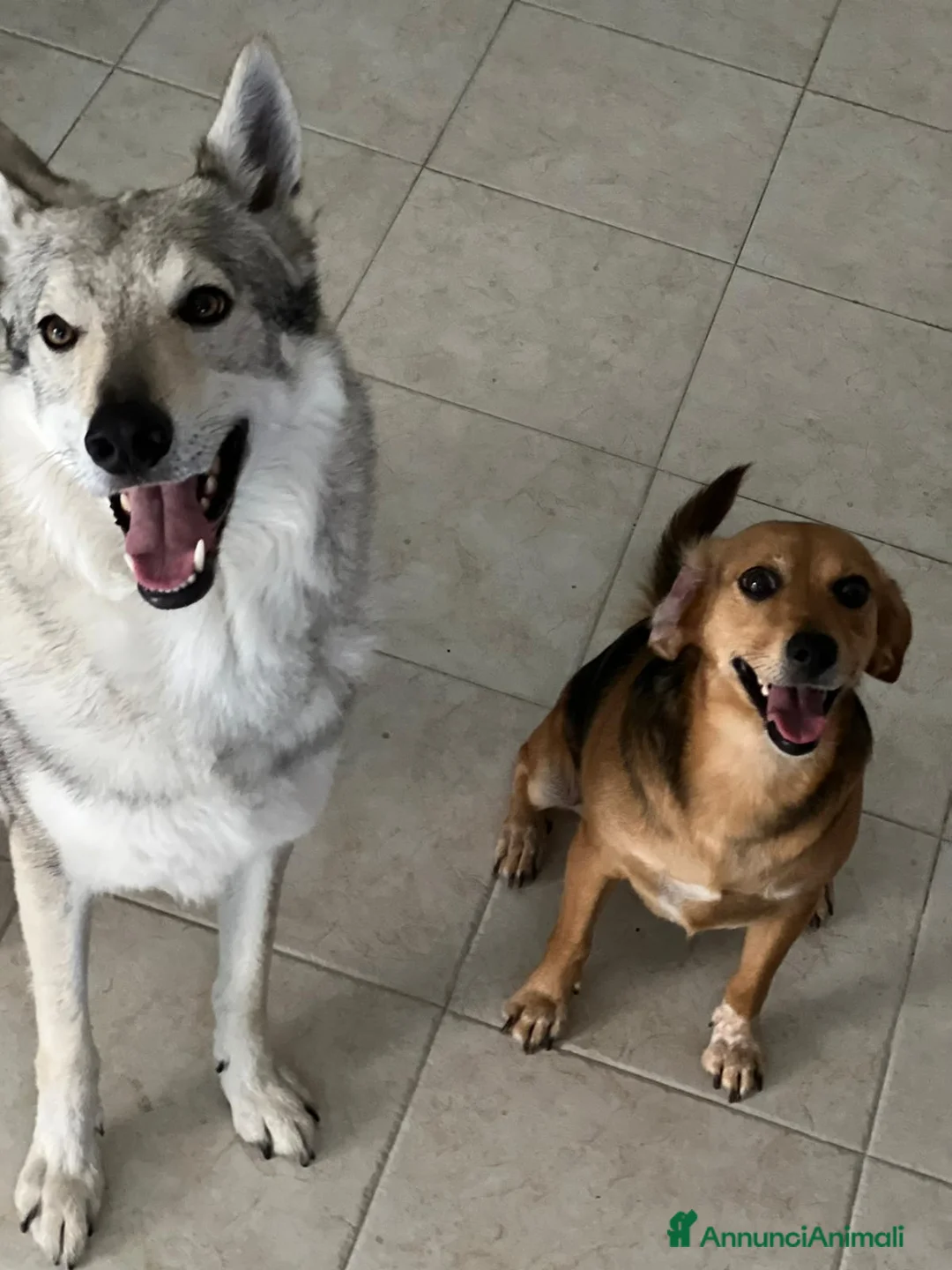 Lupo Cecoslovacco cani in regalo: Cedo lupo cecoslovacco  a Città metropolitana di Roma Capitale - Annuncio 2