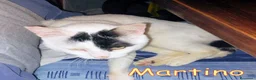 Europeo gatti in regalo: ADOZIONE  DEL CUORE  PER MARTINO   - Annuncio 2