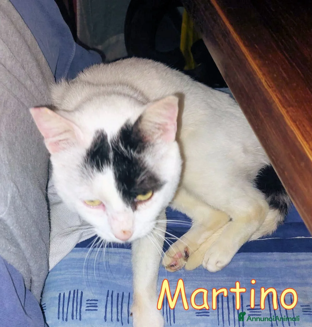 Europeo gatti in regalo: ADOZIONE  DEL CUORE  PER MARTINO   - Annuncio 2