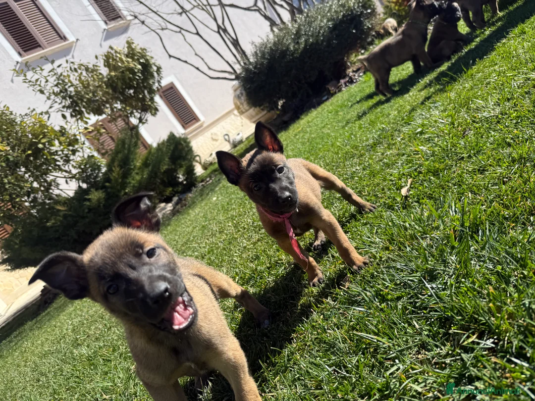 Pastore Belga cani in vendita: Pastore Belga Malinois a Provincia dell'Aquila - Annuncio 13