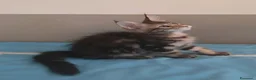 Maine Coon gatti in vendita: Litter G Dolci Fusa - Annuncio 3
