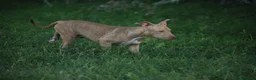 Pitbull cani in vendita: Cuccioli Pit Bull con pedigree anche a rate - Annuncio 20