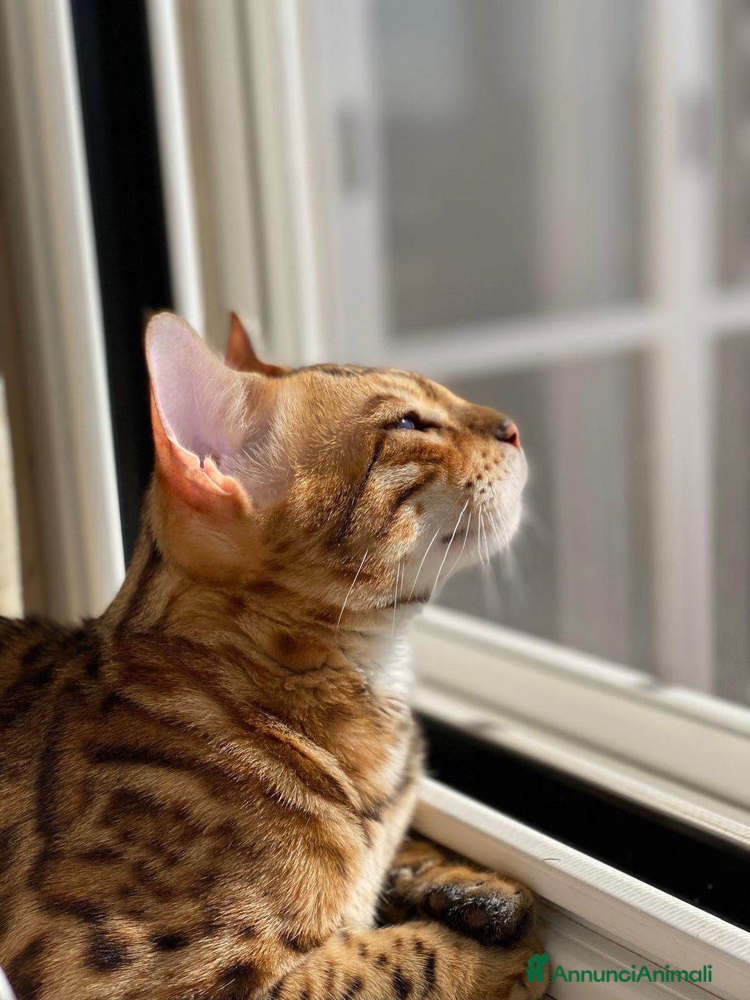 Bengala gatti in vendita: Cuccioli Bengala spotted ben 24 prenotazione  a Città Metropolitana di Bari - Immagine 3