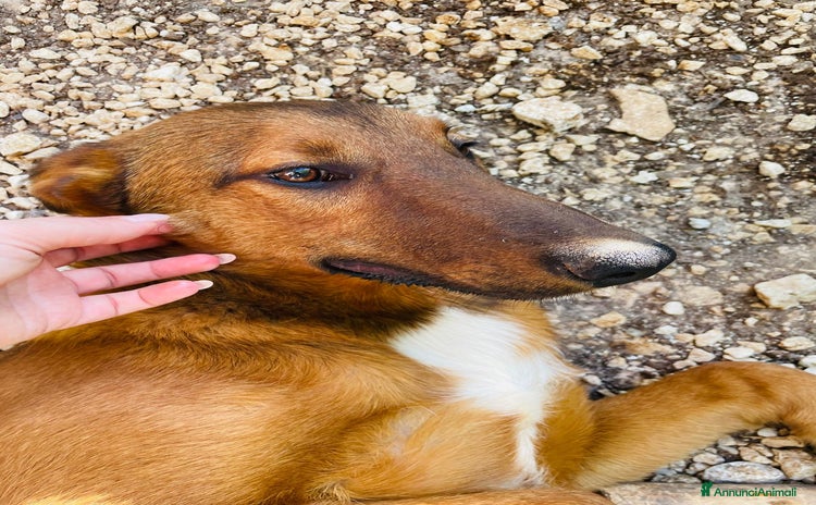 Meticcio cani a Città metropolitana di Milano - Annuncio 12