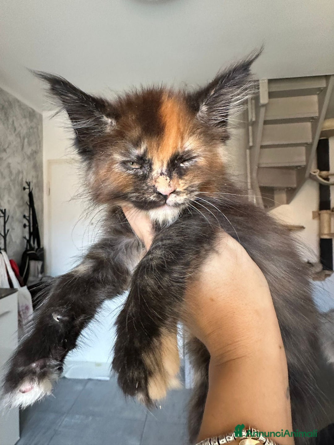 Maine Coon gatti in vendita: Cuccioli di Mainecoon  - Immagine 7