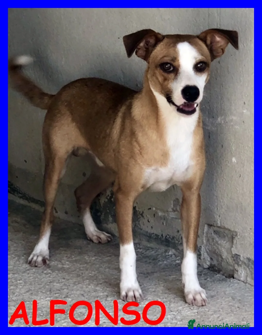 Meticcio cani in regalo: Alfonso timido ma anche curioso - Annuncio 1