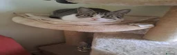 Altre razze gatti in regalo: Mamma e figlia cercano casa  a Città Metropolitana di Firenze - Annuncio 4
