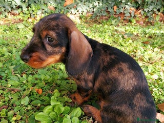 Bassotto cani Bassotto Tedesco Nano a Pelo Duro - Annuncio 1