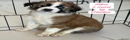 Meticcio cani in regalo: Urgenti famiglie per questi cuccioli  a Città Metropolitana di Bologna - Annuncio 12