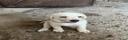 Labrador cani in vendita: Cuccioli di Labrador - Annuncio 11
