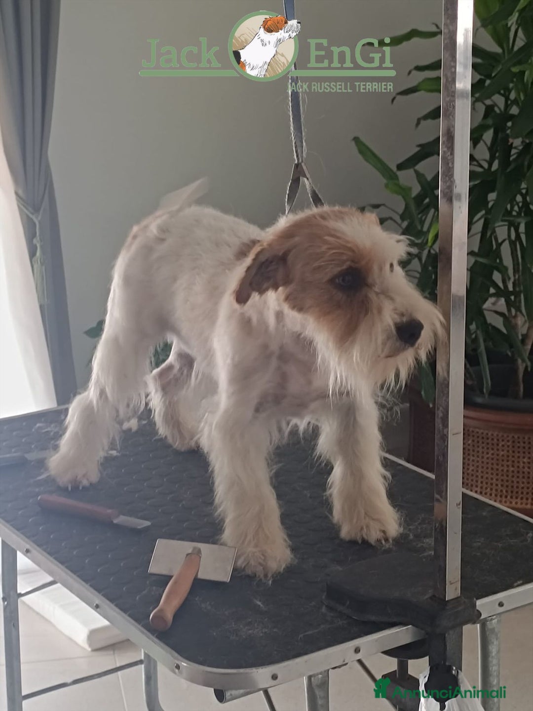 Jack Russell cani in vendita: Cuccioli di Jack Russell Terrier  - Annuncio 4