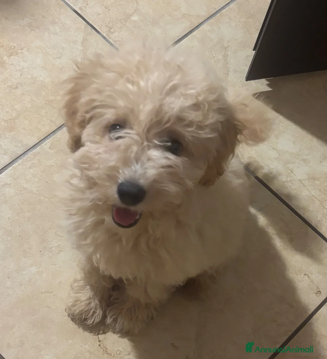 Barboncino cani in vendita: Barboncina - Annuncio 2