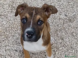 Pitbull cani LO SPLENDIDO CHOCO - Annuncio 4