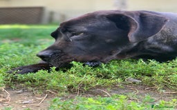 Cane Corso cani in regalo: Corso 3anni salvato dal balcone h24.SOLO TOSCANA a Città metropolitana di Milano - Immagine 2