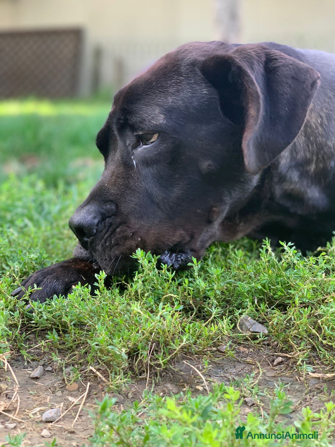 Cane Corso cani in regalo: Corso 3anni salvato dal balcone h24.SOLO TOSCANA a Città metropolitana di Milano - Immagine 2
