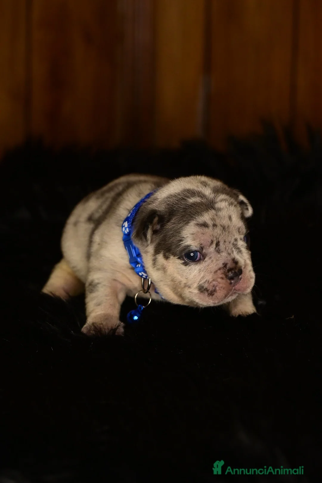 Bulldog Francese cani in vendita: Cuccioli Bullodg Francese - Annuncio 11