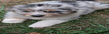 Mochi