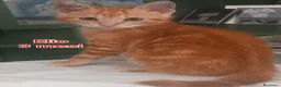 Altre razze gatti in regalo: MICINI, URGENTE!!! TEMPO SCADUTO  a Provincia di Arezzo - Annuncio 3