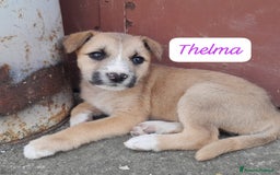 Meticcio cani in regalo: CUCIOLINE IN REGALO a Città metropolitana di Catania - Immagine 6