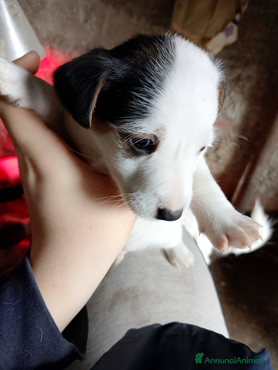 Jack Russell cani in vendita: Cuccioli di jack Russel  - Annuncio 7