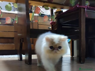 Persiano gatti Persiano a Città metropolitana di Milano - Annuncio 15