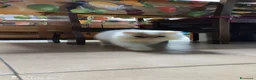 Persiano gatti in vendita: Persiano  a Città metropolitana di Milano - Annuncio 1