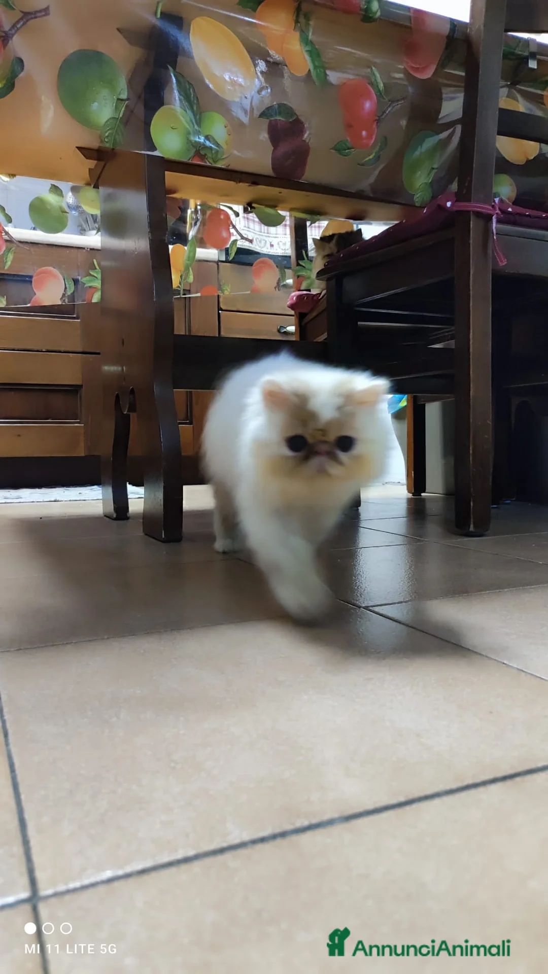Persiano gatti in vendita: Persiano  a Città metropolitana di Milano - Annuncio 1
