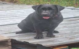 Labrador cani in vendita: Labrador retriever femmina a Città Metropolitana di Bologna - Immagine 3