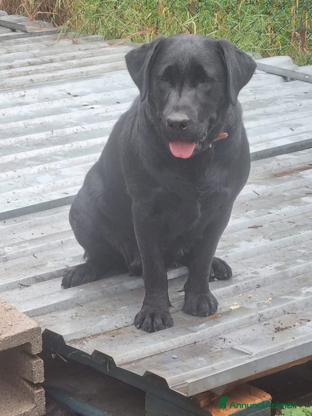Labrador cani in vendita: Labrador retriever femmina a Città Metropolitana di Bologna - Immagine 3