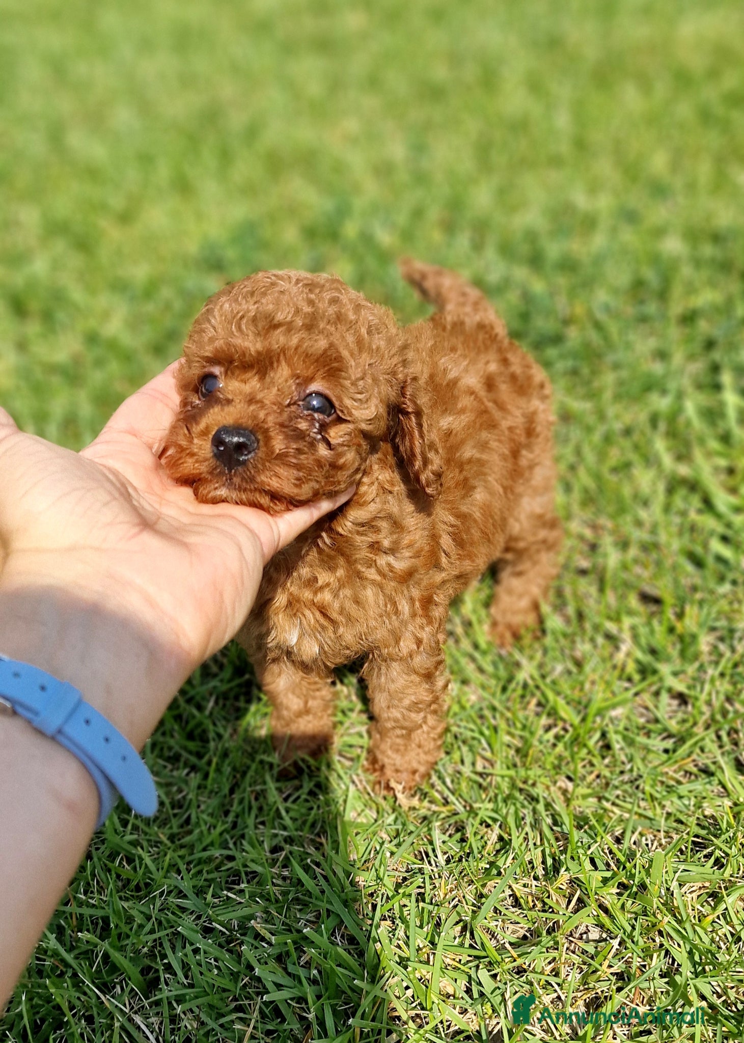 Barboncino Toy cani in vendita: Barboncino mini toy e Teacup Red brown  - Annuncio 20