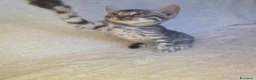 Bengala gatti in vendita: Cuccioli gatto bengala  - Annuncio 22