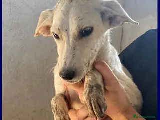 Meticcio cani SYDNEY cagnolina dolcissima - Annuncio 38