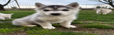 Husky Cucciolo 4