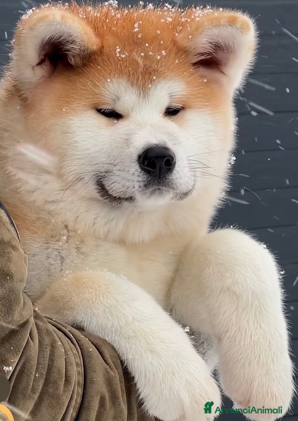 Akita Inu cani Akita Inu - Annuncio 15