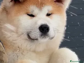 Akita Inu cani Akita Inu - Annuncio 15