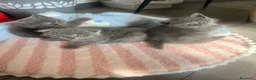 British gatti in vendita: Gattini schottish fold - Annuncio 9