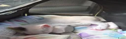 Europeo gatti in regalo: Eros cerca famiglia - Annuncio 4