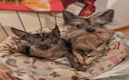 Altre razze cani in regalo: LAMPONE & MIRTILLO, mini CANI NUDI CINESI fifoni! a Città Metropolitana di Firenze - Immagine 1